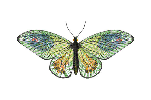 Graceful Green Butterfly: A Designer’s Review
