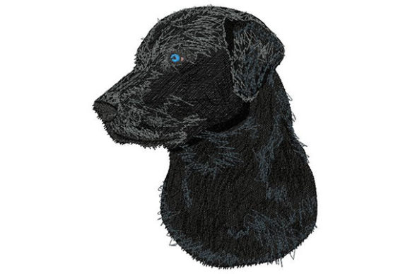 Labrador Retriever Side Glance Review